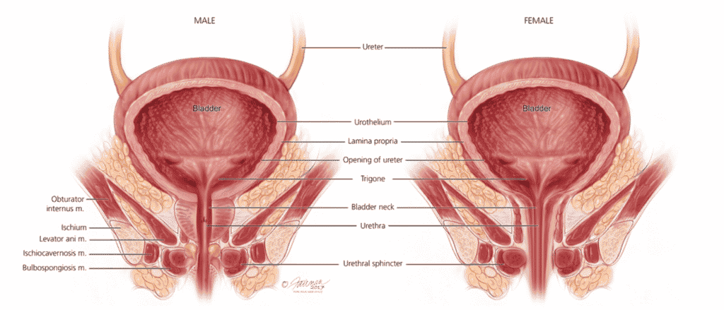 Poses and exercises for the pelvic floor