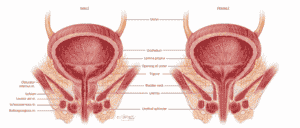 Healthy Street - 🔈 VIPARITA KARANI POSE - FOR LYMPH CIRCULATION, KNEE  PAIN, CONGESTED PELVIC ORGANS HOW TO DO IT? Stack a couple of folded  blankets on top of a bolster near